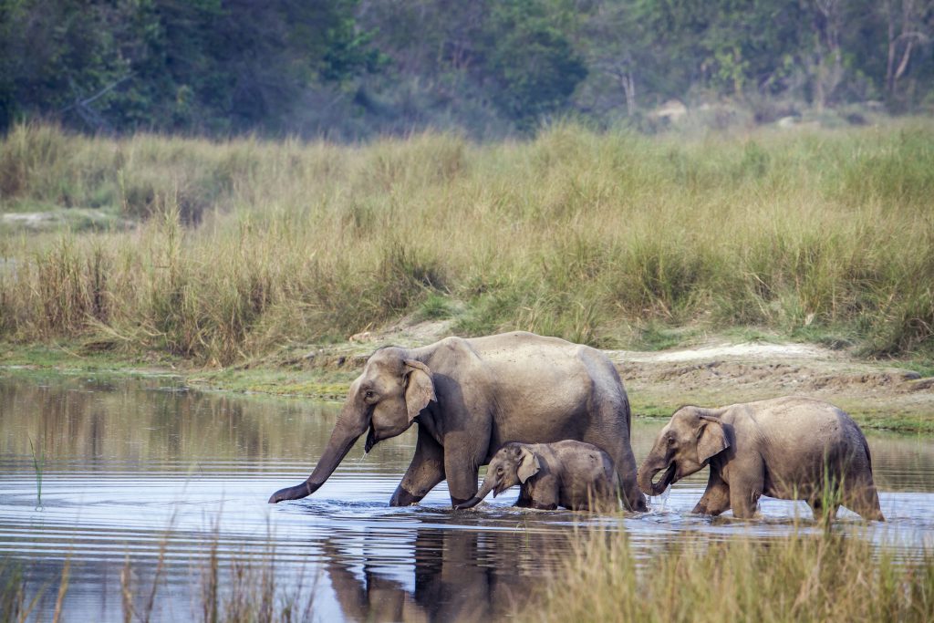 Wild elephants during a safari in Nepal - Bardia National park