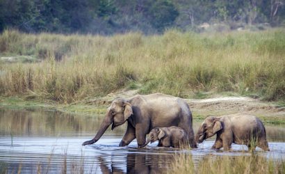 Wild elephants during a safari in Nepal - Bardia National park