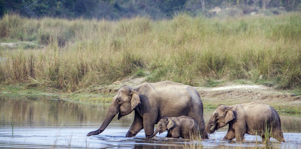Wild elephants during a safari in Nepal - Bardia National park