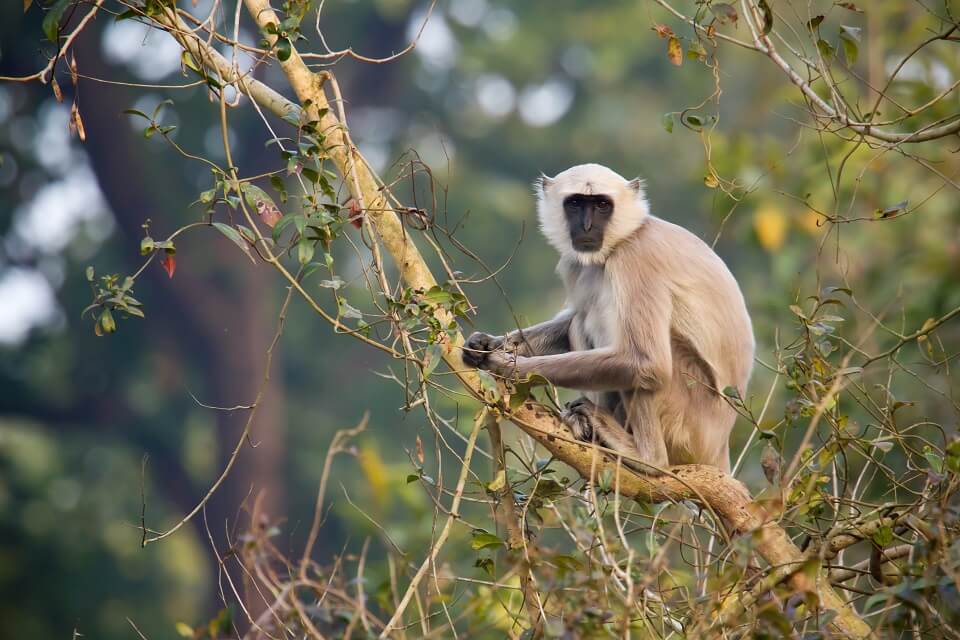 Safari in het Zuiden van Nepal – Bardia National Park (2)