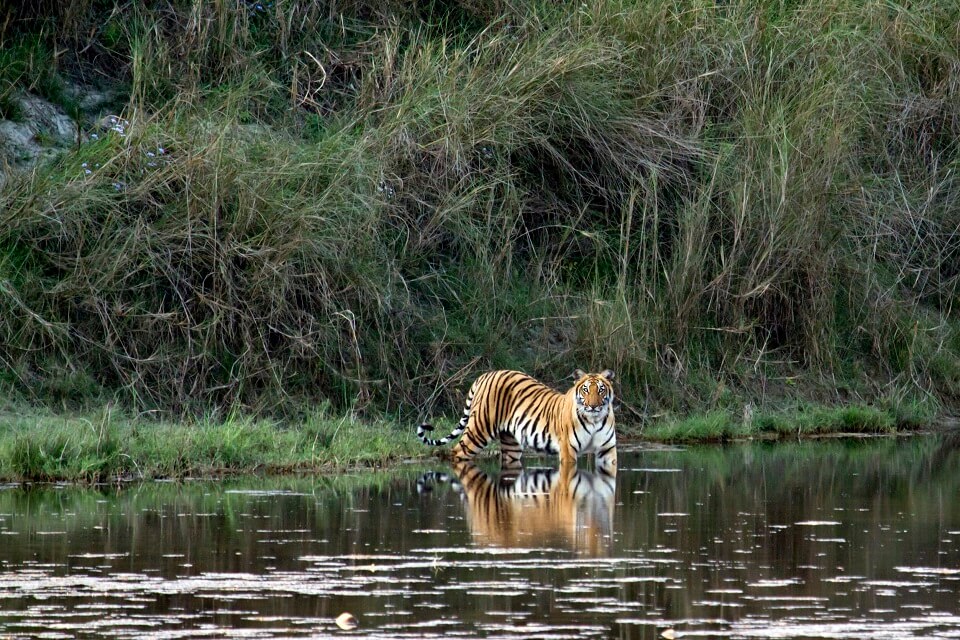 Safari in het Zuiden van Nepal – de Bengaalse tijger in Bardia National Park (4)