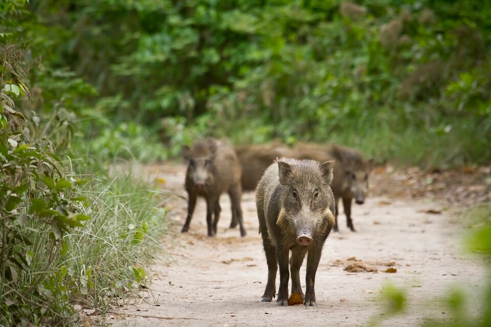 Safari in het Zuiden van Nepal – familie wilde varkens in Bardia National Park (5)