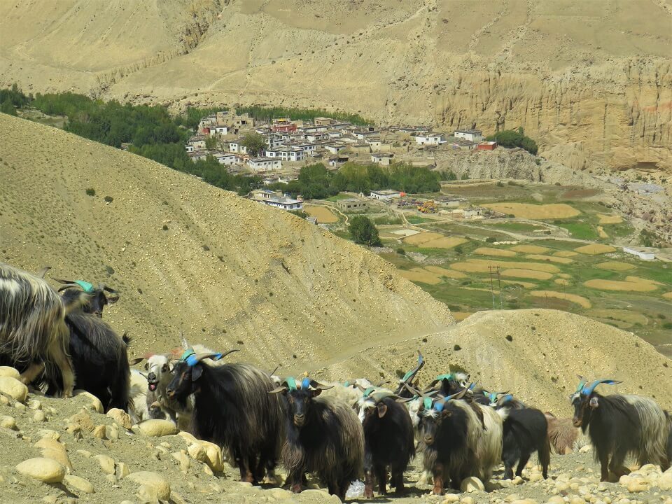 Upper Mustang trekking – een kudde geiten wordt naar de groene velden gebracht