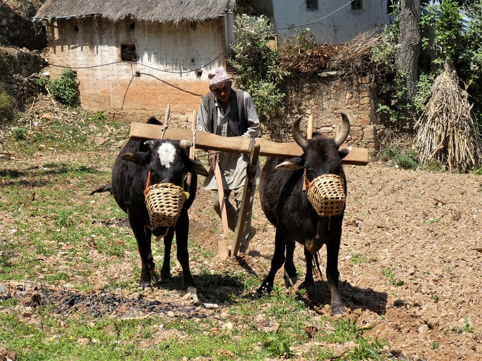 Indigenous people trek – local die het veld bewerkt met buffels