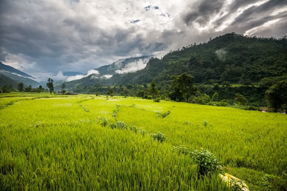 Manaslu met Tsum vallei trek – groene grasweides in de Tsum vallei